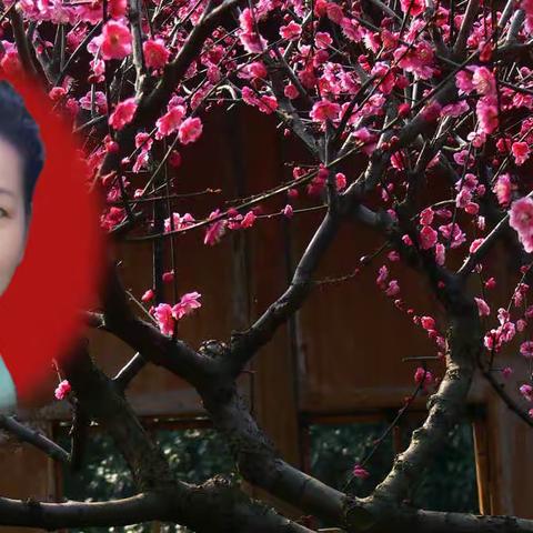 秀子朗诵梅花词