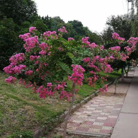 夏花烂漫