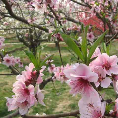 天才幼儿园朵朵三班涂色《春天》🌸🌸🌸🌸🌸🌸