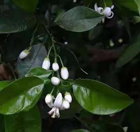 柑橘花芽分化的4大因素及促进花芽分化的4大措施，一定要看