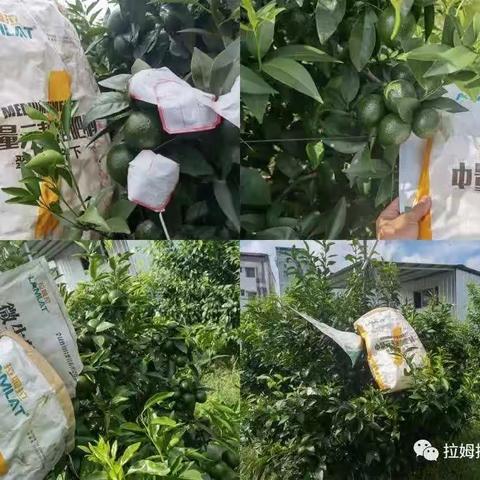 翠姆带你了解“柑橘补钙的重要性”