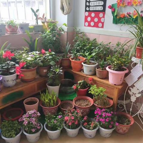 奇妙的植物——沂蒙六姐妹红军小学小一班植物角种植与观察记录