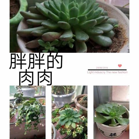 我和种子一起长大——野店中心幼儿园小一班植物角记事