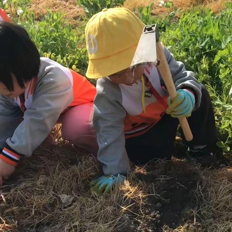 小二班的植树节