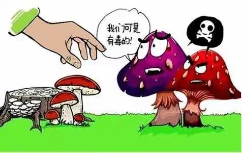 珍爱生命 远离毒蘑菇——致师生员工及家长的一封信