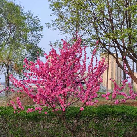 春暖花开日 教研正当时