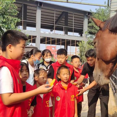 了解马术文化，弘扬体育精神