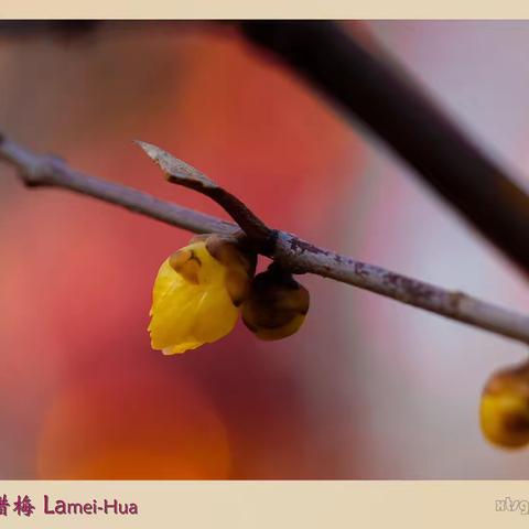 达活泉的腊梅