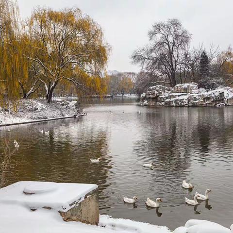 雪后的邢台园林