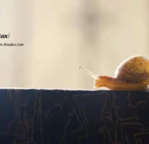 牵着蜗牛去散步（郑店中心幼儿园 葛彦11302325）