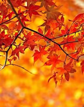 让学科与秋天相遇