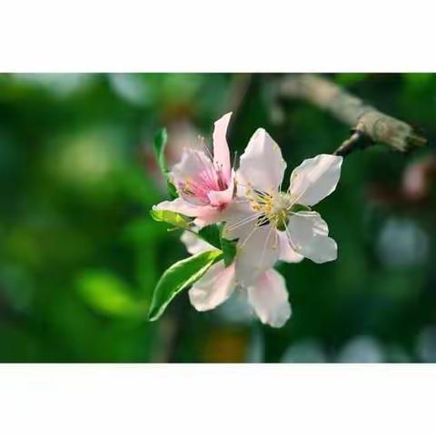路边桃花