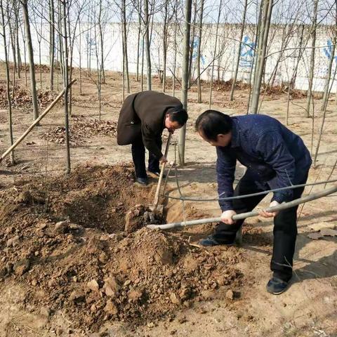 黄庄中心小学师生一起栽树