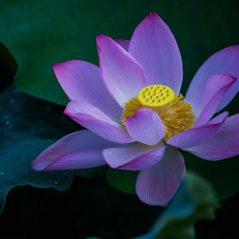 封开县杏花镇凤楼村的荷花拾趣