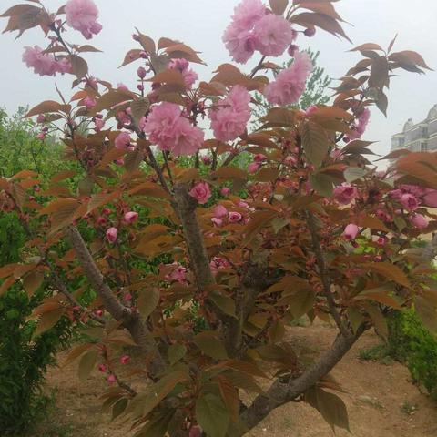 四、一班“停课不停学”优秀学生作业展示