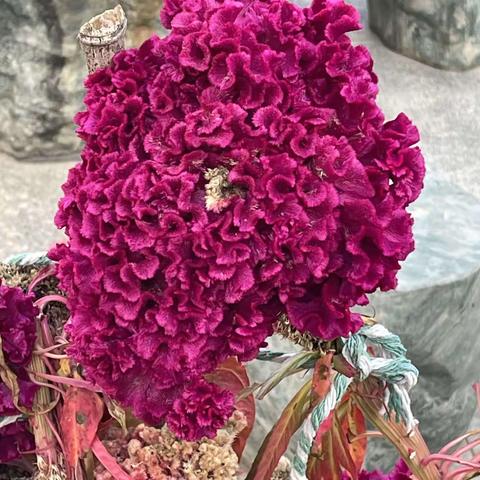 金色的秋天，金色的收获