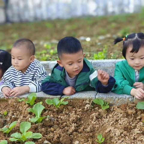 10月23日   今天是蓝天白云晴空万里  我们的大白菜越来越好啦