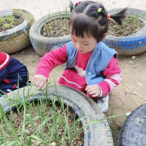 10月16日!今天天气天晴啦！我们的白菜也长也好啦！就是可惜大白菜都快要被虫吃干净了！😭