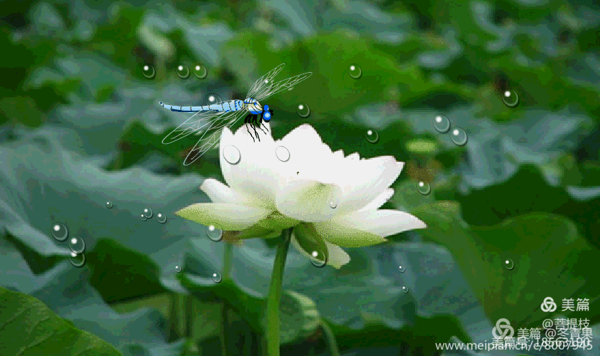 白莲,都是精彩图片,谁用自已摘