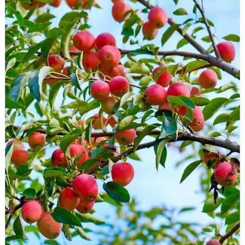 Hi，海棠果——宝山中心幼儿园中二班游戏故事