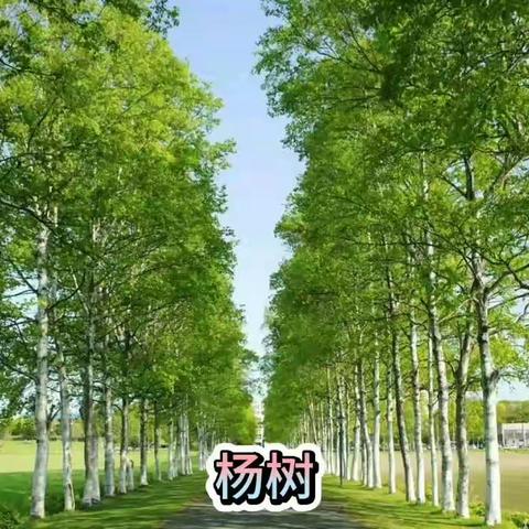 砀山县经济开发区中心幼儿园第六周活动