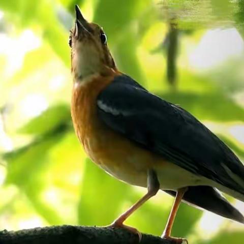 中班语言《留住小鸟》——开发区中心幼儿园“开学延期，成长不延期”线上教学第十二周