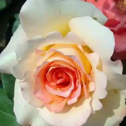 愿我们的生活像这花儿一样，绽放的绚丽多彩！