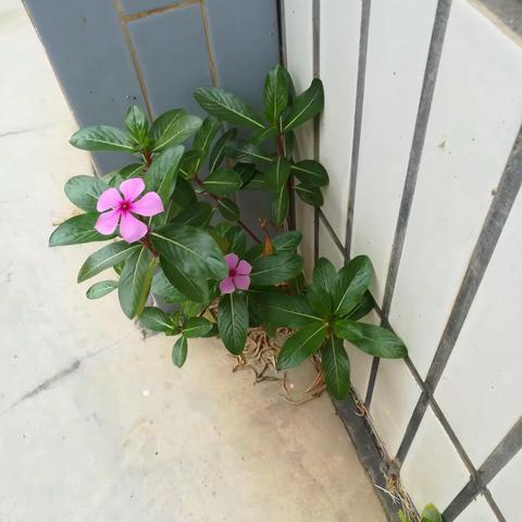 化学应用:自制消毒液