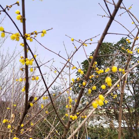 春已到，花已开---抗击疫情，石湾小学师生一直在努力