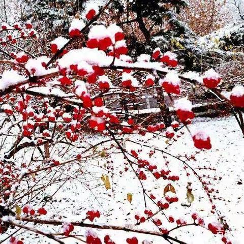向阳片区12月份第四周工作简报