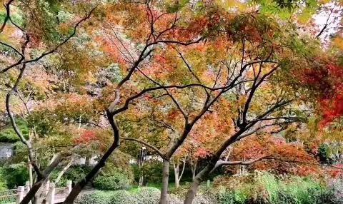 留住城市的秋色，迎接初冬！