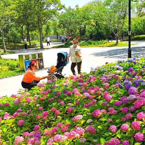 走进美丽的秀球花的世界！