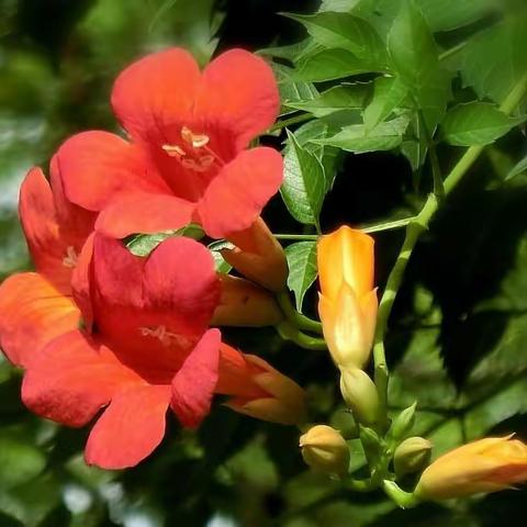 阿培的美篇，凌霄花！