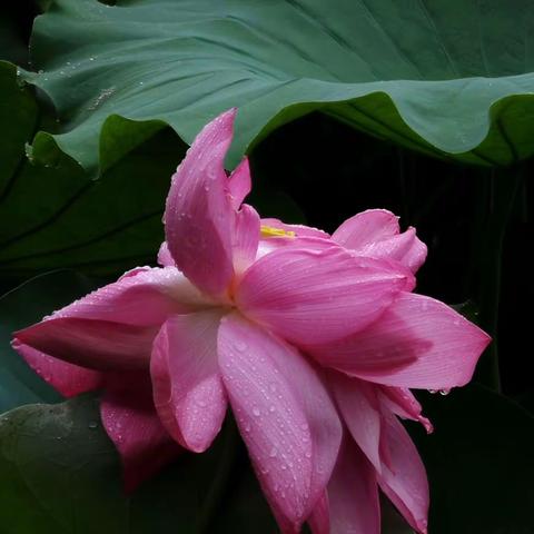 楚楚动人的雨荷！在风中摇曳，敞开着心扉，让绵绵细雨亲吻着六月最美的荷花仙子。荷与雨的相拥，美的让人陶醉！