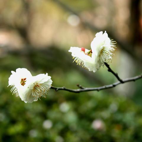 在那梅花绽放的地方，共享梅好时光。