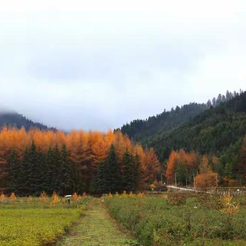 秋意浓，霜叶红，银杏黄
