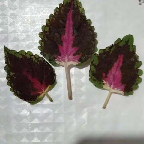 走进自然——树人学校二年级制作标本