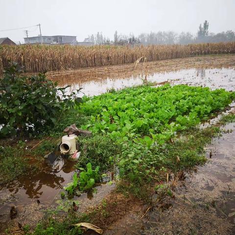 雨后即景