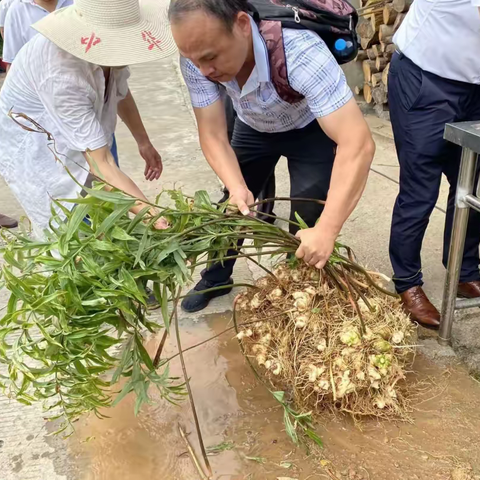【东西部协作】浙江农林大学黄精产业服务“万里行”国家黄精产业首席专家斯金平教到阆中授调研黄精产业