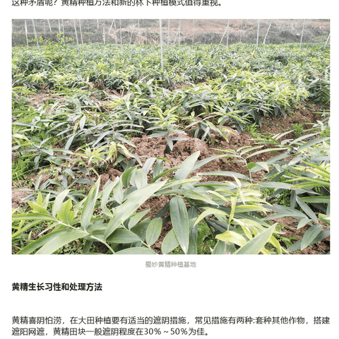 林下种植黄精好处多