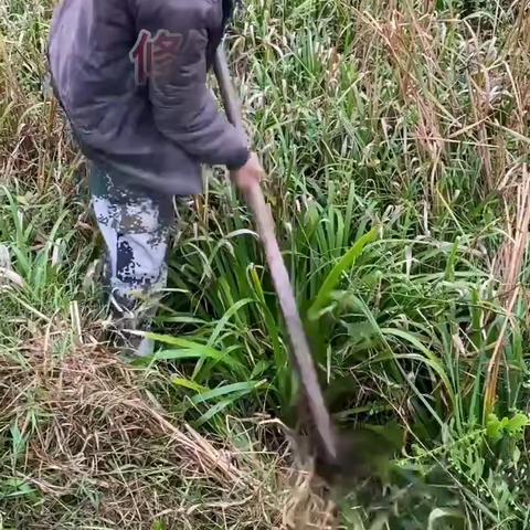 大叶石菖蒲种苗低价售