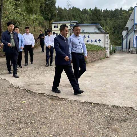 市、区领导一行到蜀妙调研黄精产业发展情况