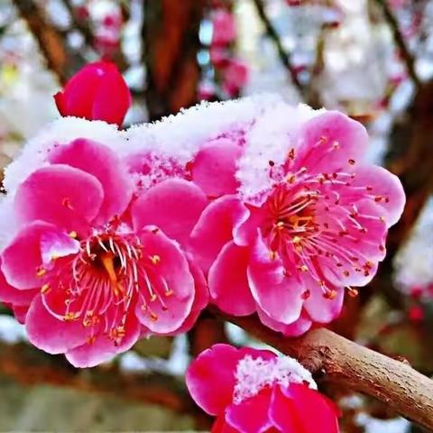 春兰秋菊夏荷冬梅