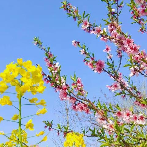 芳菲四月，浅醉童年