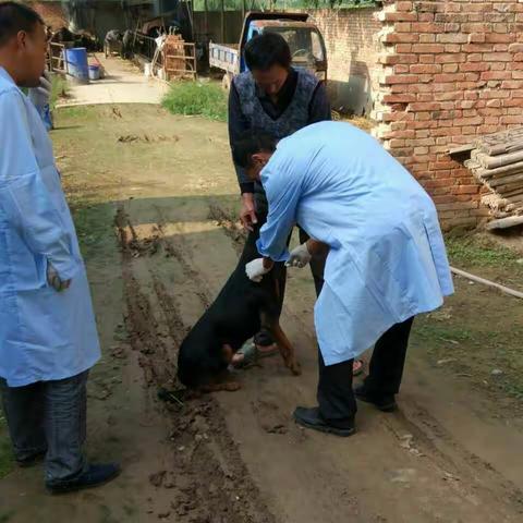 决心完成西安国际港务区2017年秋季动物防疫工作