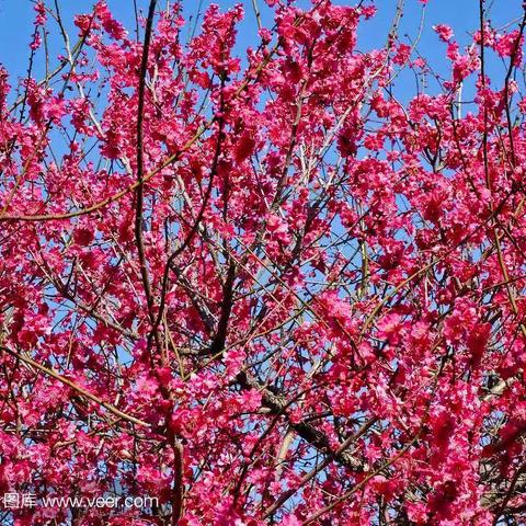 红梅花儿开   朵朵放光彩一一东江窑学校六年级月考成绩分析会