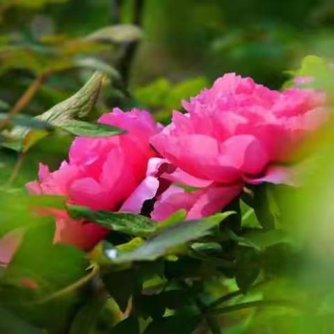 窑洞—作者张改引