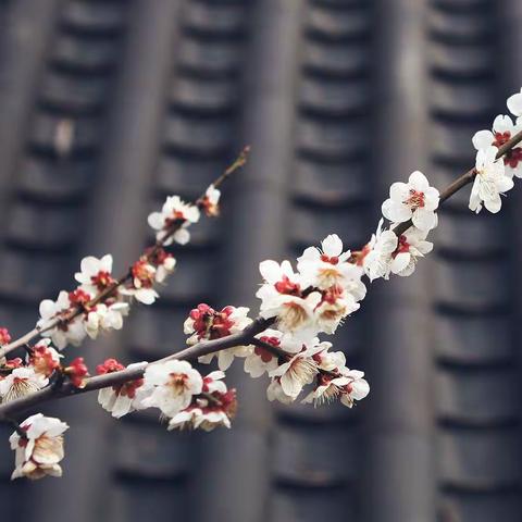 濮阳市第二实验小学三年级十一班孙若茜--我的绿植和它们的故事