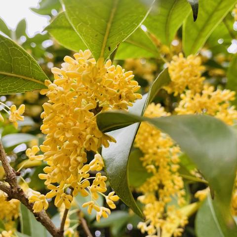 “知秋·闻秋🌼”——西港村幼儿园