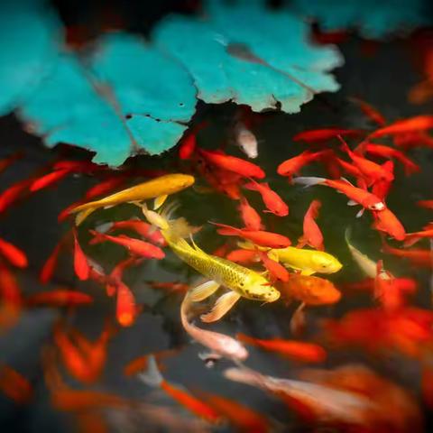 【完颜蓝琪儿】荷情 荷韵